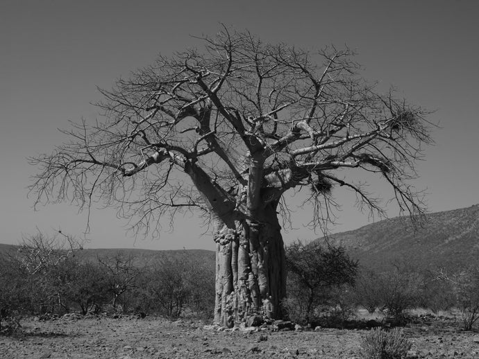 The Baobab of the Regiment